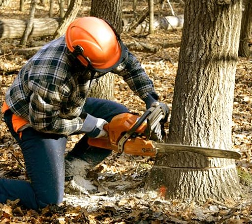 Tree Removal in Libertyville, IL